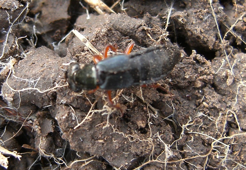 Staphilinidae verde: Tasgius falcifer